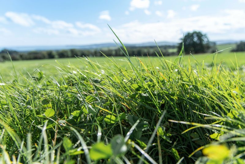 Clover and grass shot on a Beef Farm