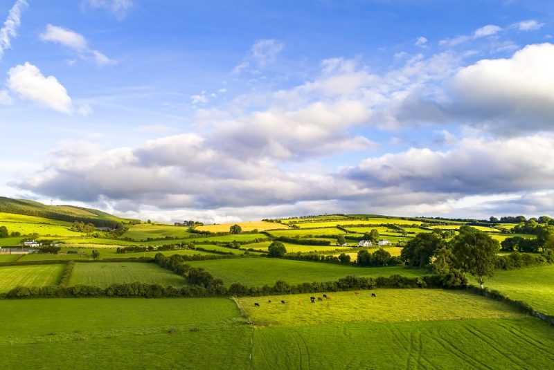 View of Irish rural scene on sunny summer day in Tipperary fields.